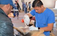 Exitosa Campaña Gratuita de Esterilización para Perros y Gatos en Villanueva