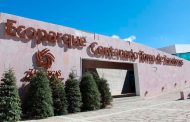 Acopiarán pinos naturales navideños en Ecoparque Centenario