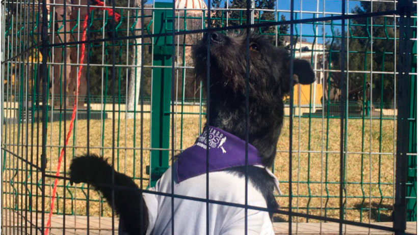 Tercera edición del Mascota Fest