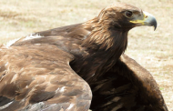 Estado de Zacatecas, pionero en investigación y conservación del Águila Real