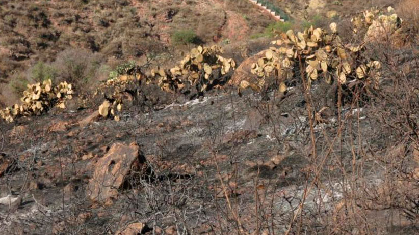 Interpondrá Gobierno de Zacatecas denuncia ante fiscalía de justica por incendio provocado en eco parque