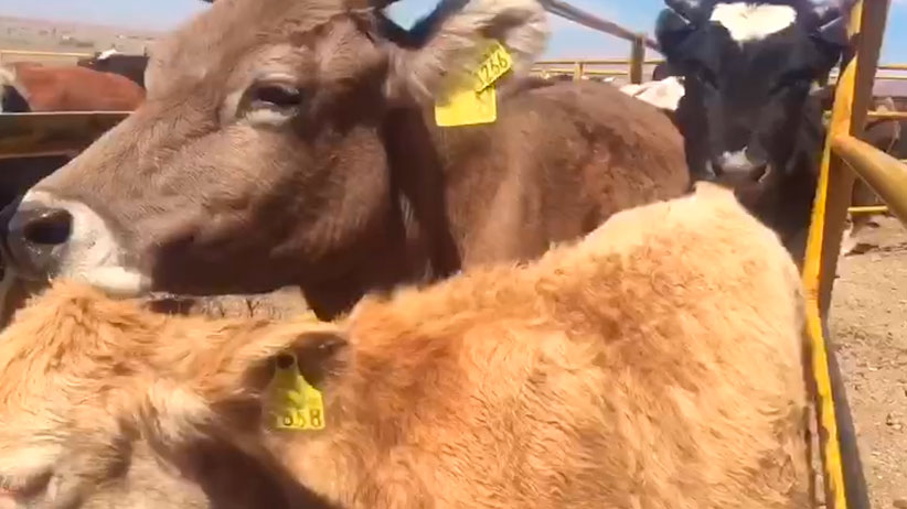 Con Programa de Sanidad Animal,Ulises Mejía ratifica apoyo para el sector Ganadero del Municipio
