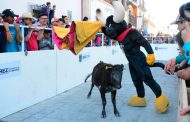 Adrenalina Pura en el encierro Nocturno de la Jerezada 2019