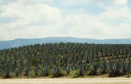 Mezcal Zacatecano va por el mercado mundial