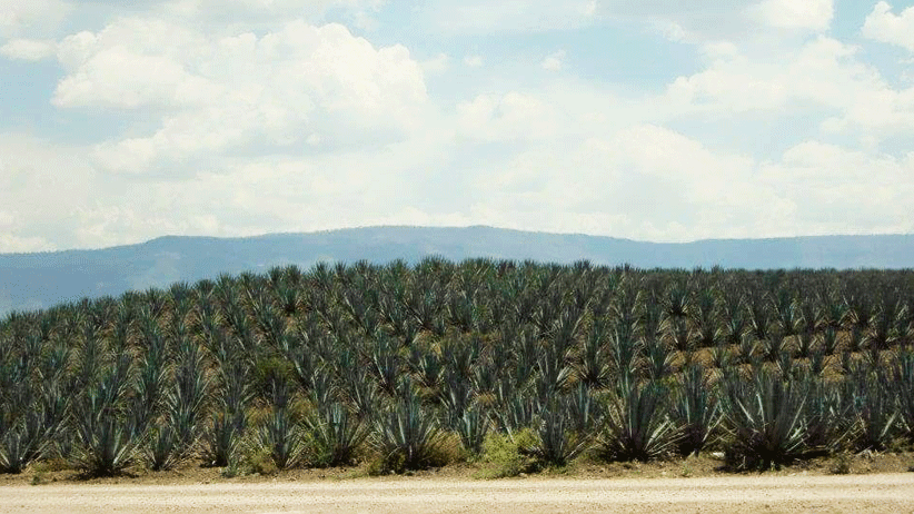 Mezcal Zacatecano va por el mercado mundial