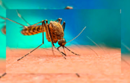 Se mantiene vigilancia epidemiológica por casos de dengue