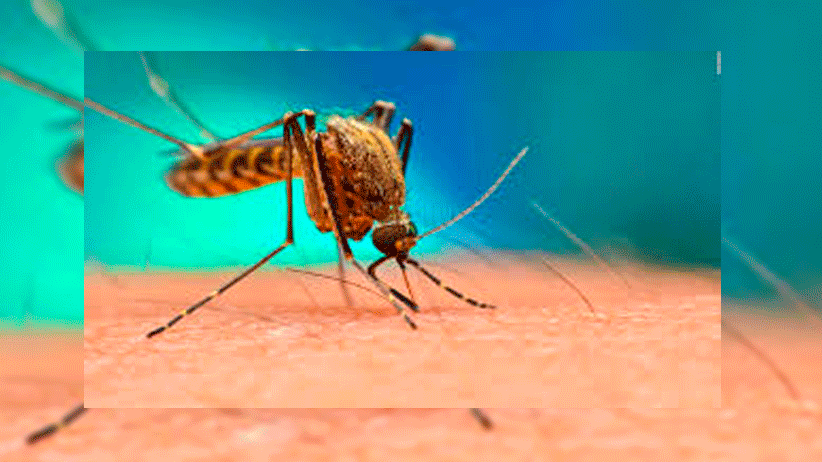 Se mantiene vigilancia epidemiológica por casos de dengue