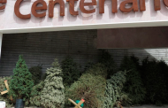 Organiza SAMA acopio de pinos navideños naturales
