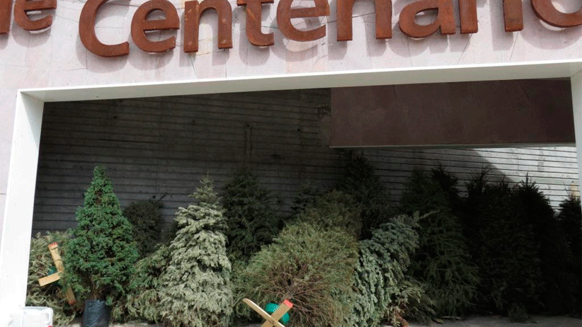 Organiza SAMA acopio de pinos navideños naturales