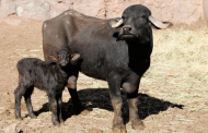 Nace Búfalo en Zoológico de la Encantada