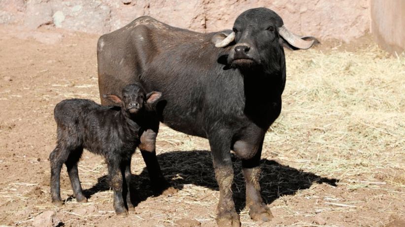 Nace Búfalo en Zoológico de la Encantada