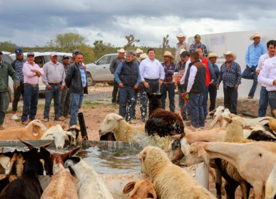 Inicia barrido sanitario contra brucelosis y la garrapata en el territorio zacatecano