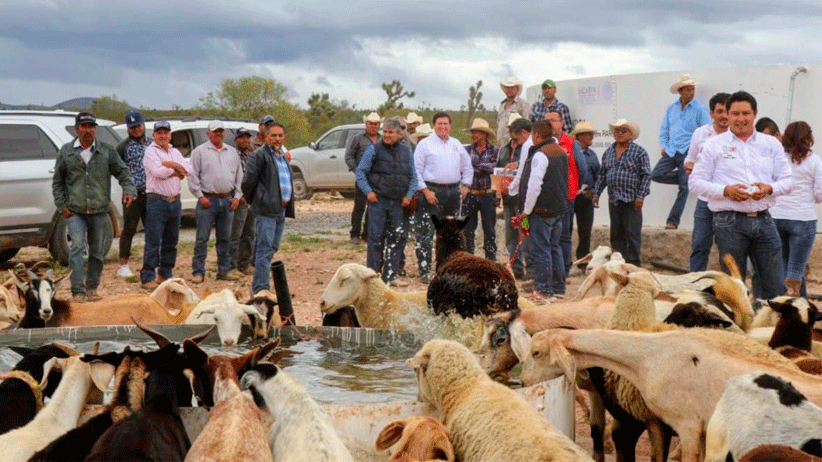 Inicia barrido sanitario contra brucelosis y la garrapata en el territorio zacatecano