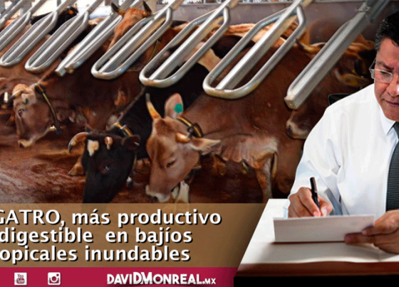  Investigadores mexicanos desarrollan nueva variedad de pasto para ganado