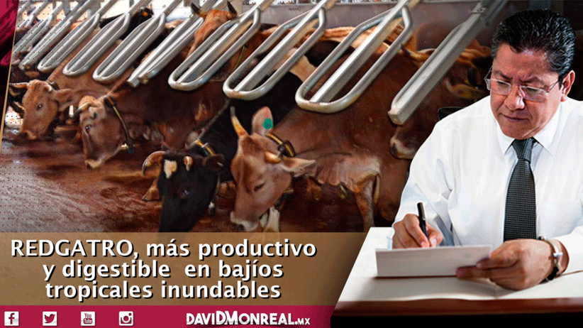  Investigadores mexicanos desarrollan nueva variedad de pasto para ganado