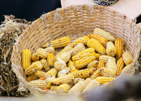 Con más apoyos para el campo impulsamos el desarrollo rural  en Zacatecas : Ulises Mejía Haro