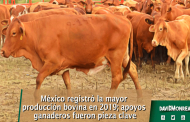 México registró la mayor producción bovina en 2019; apoyos ganaderos fueron pieza clave