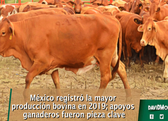 México registró la mayor producción bovina en 2019; apoyos ganaderos fueron pieza clave
