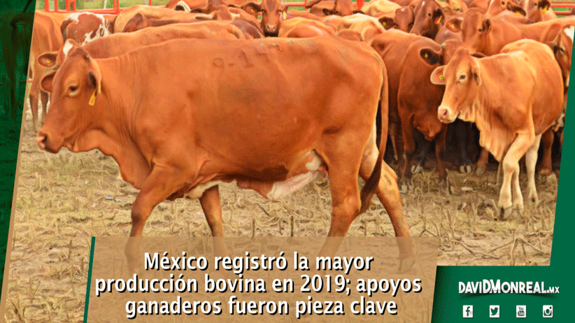 México registró la mayor producción bovina en 2019; apoyos ganaderos fueron pieza clave