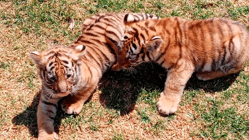 Nuevas crías de tigre, búfalo, llama y borregos muflón en el Zoológico La Encantada