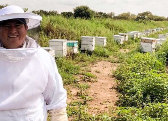 Destaca Zacatecas en apicultura; produce 2 mil toneladas de miel al año.