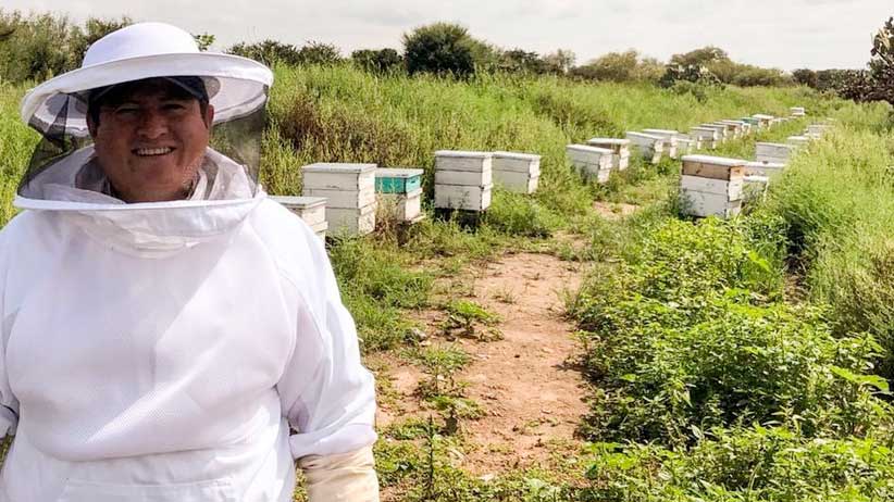 Destaca Zacatecas en apicultura; produce 2 mil toneladas de miel al año.