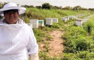 Destaca Zacatecas en apicultura; produce 2 mil toneladas de miel al año.