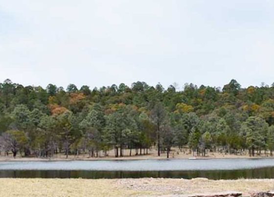 Gobierno del Estado implementa acciones para conservar y preservar el pino azul en Juchipila.