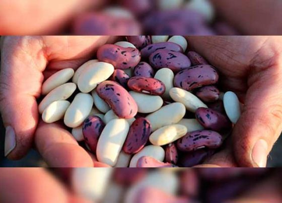 Apoyará Segalmex a productores de frijol de Zacatecas, Durango y San Luis Potosí afectados por fenómenos climatológicos.