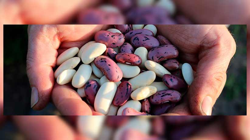 Apoyará Segalmex a productores de frijol de Zacatecas, Durango y San Luis Potosí afectados por fenómenos climatológicos.