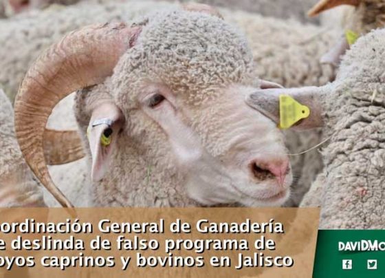 Coordinación General de Ganadería se deslinda de falso programa de apoyos caprinos y bovinos en Jalisco.
