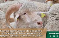 Coordinación General de Ganadería se deslinda de falso programa de apoyos caprinos y bovinos en Jalisco.