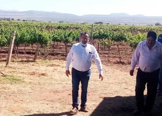 Con 10.6 mdp potencian cadenas productivas de Vid, Bovino y maíz en Fresnillo.