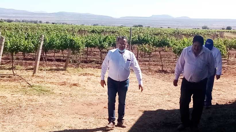 Con 10.6 mdp potencian cadenas productivas de Vid, Bovino y maíz en Fresnillo.