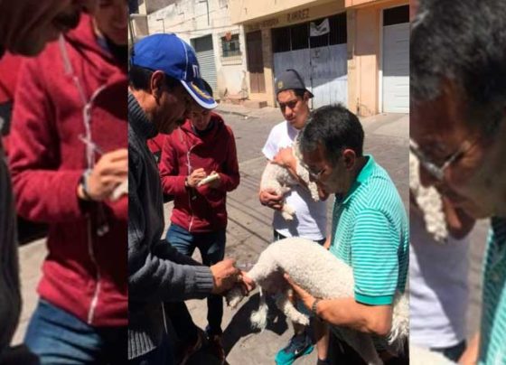 Será en septiembre la campaña de vacunación antirrábica.