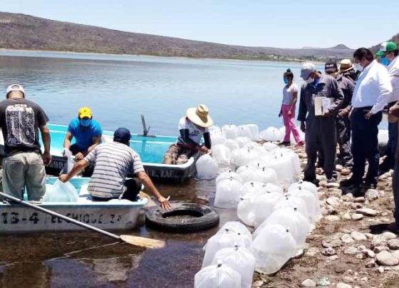 Para garantizar suficiencia alimentaria, SECAMPO siembra 1.3 millón es de alevines de tilapia.