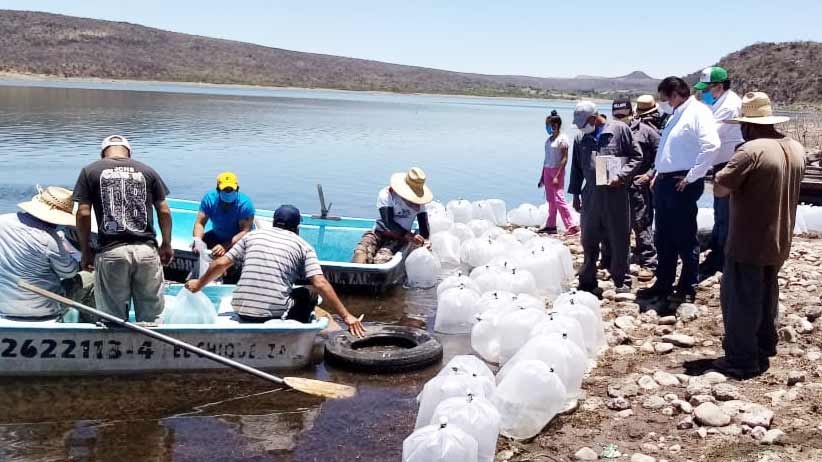 Para garantizar suficiencia alimentaria, SECAMPO siembra 1.3 millón es de alevines de tilapia.