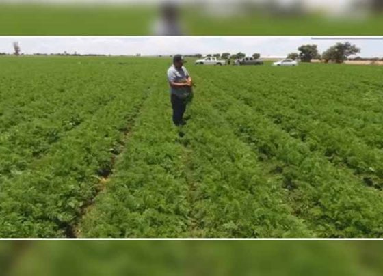 Conserva Zacatecas primeros lugares en producción de hortalizas