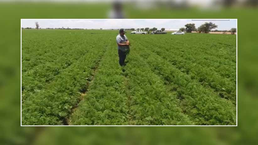 Conserva Zacatecas primeros lugares en producción de hortalizas