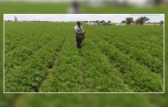 Conserva Zacatecas primeros lugares en producción de hortalizas