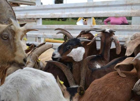 Zacatecas, primer lugar en producción de cabrito; con 15.7 mdp gobierno refuerza la actividad