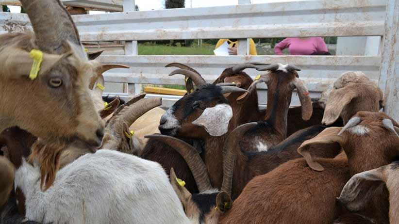 Zacatecas, primer lugar en producción de cabrito; con 15.7 mdp gobierno refuerza la actividad