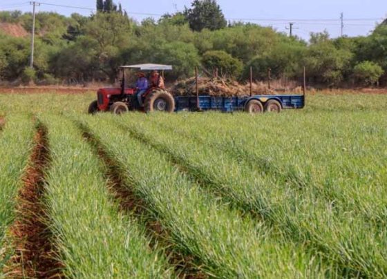 Amplían recepción de solicitudes para programas emergentes de fertilizante y avena