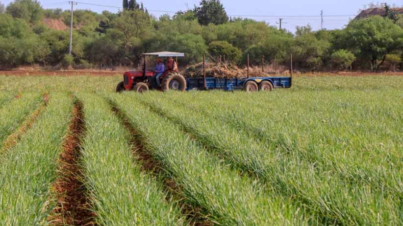 Amplían recepción de solicitudes para programas emergentes de fertilizante y avena