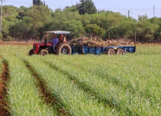 Con lluvia de junio, condiciones para sembrar 80% de la tierra de temporal en el estado.