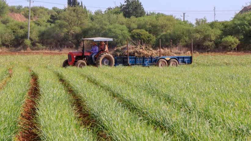 Con lluvia de junio, condiciones para sembrar 80% de la tierra de temporal en el estado.