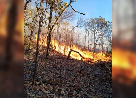Finaliza temporada de incendios forestales; afectan más de 5 mil 800 hectáreas en Zacatecas