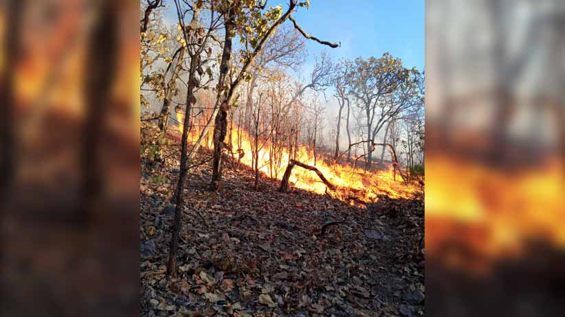 Finaliza temporada de incendios forestales; afectan más de 5 mil 800 hectáreas en Zacatecas