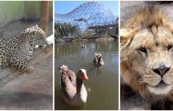Mantiene SEDIF cuidado de animales en el Parque y Zoológico La Encantada