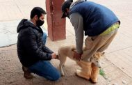 Del 20 al 26 de septiembre, Jornada Nacional Antirrábica Canina y Felina